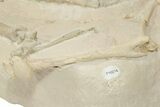 Articulated Fossil Camelid (Poebrotherium) Bones - Wyoming #210177-15